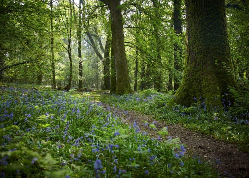 Forest of Dean Lodges, Coleford