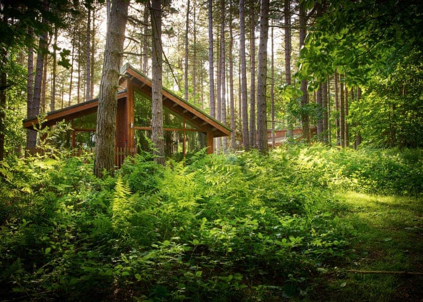 Silver Birch 3 (Pet) - Forest of Dean Lodges, Coleford