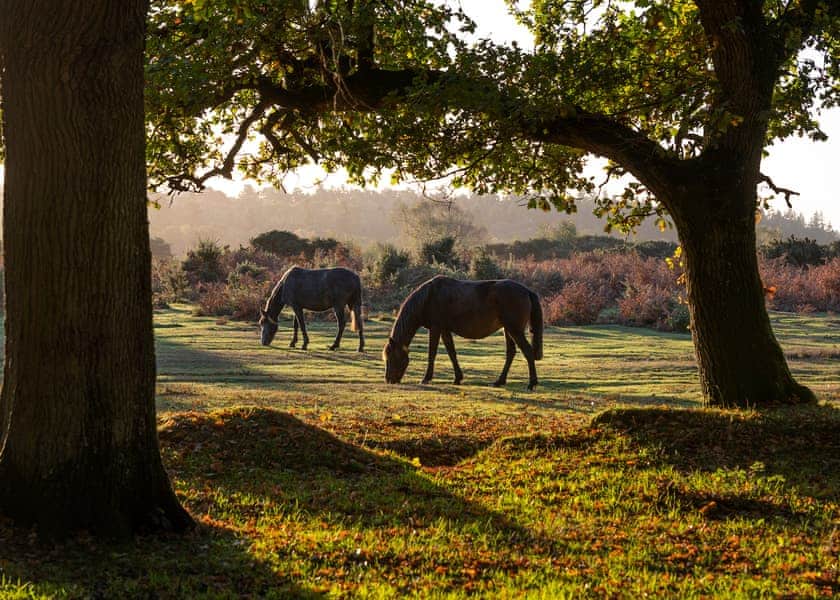 Green Hill Farm Holiday Village, Landford,  Nr Salisbury