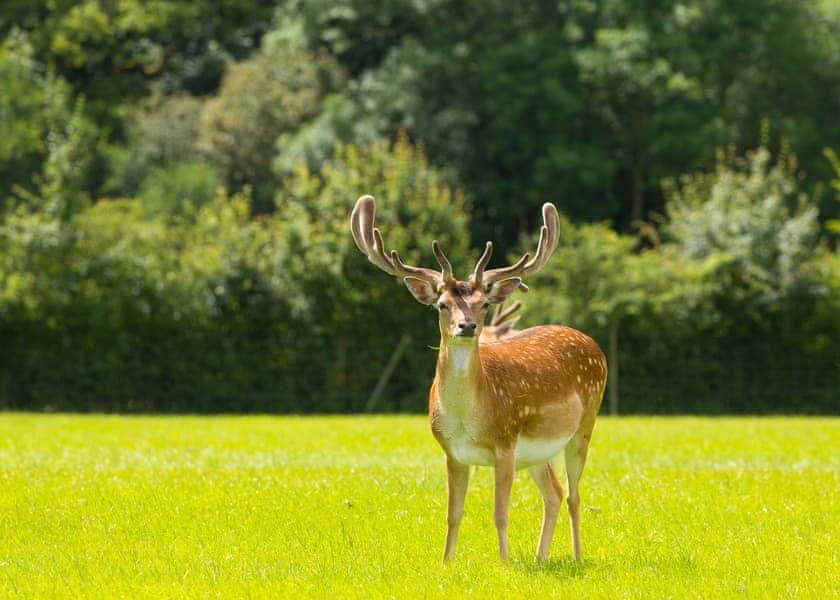 Green Hill Farm Holiday Village, Landford,  Nr Salisbury