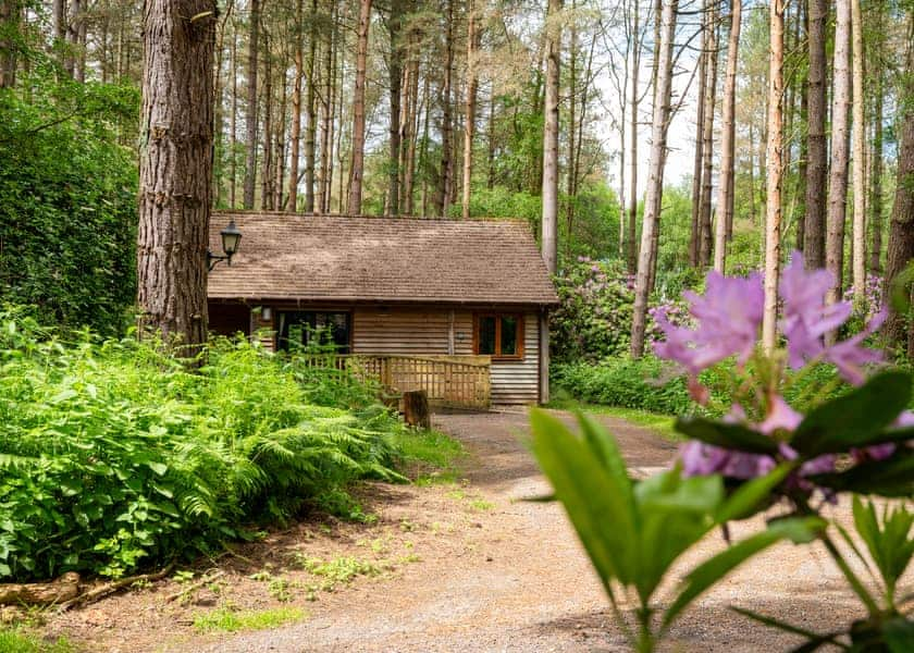 Griffon Forest, Flaxton, York