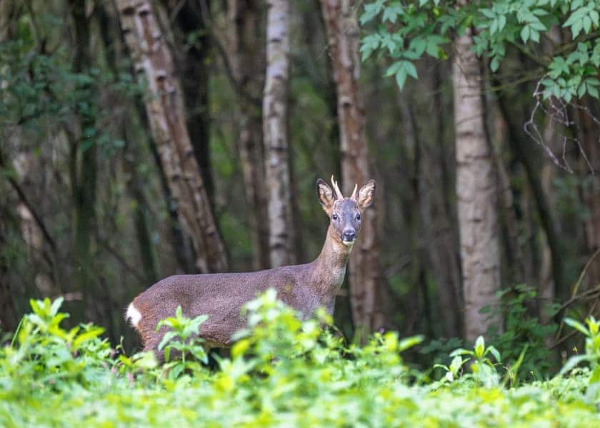 Griffon Forest, Flaxton, York