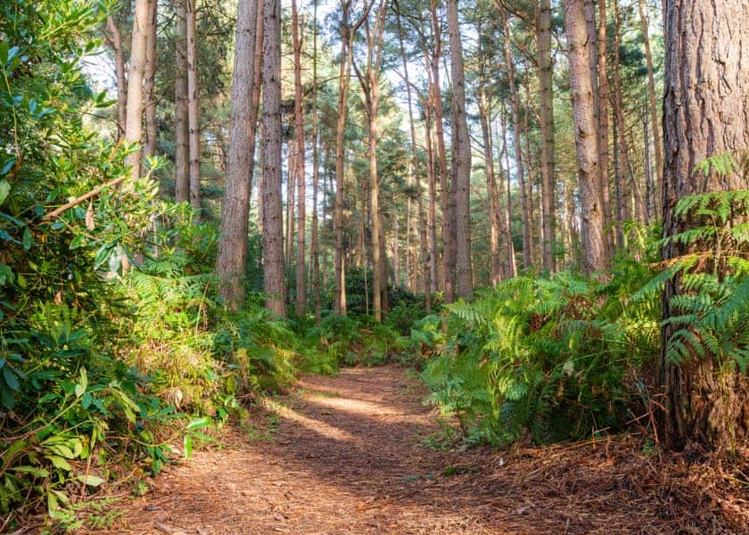 Griffon Forest, Flaxton, York