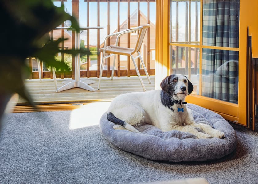 Typical | Scandinavian Hot Tub Lodge Pet - Gwel an MorLan, Feadon Lane, Portreath