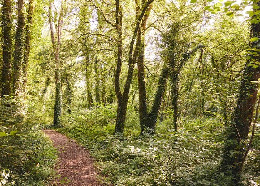 Holmans Wood, Chudleigh