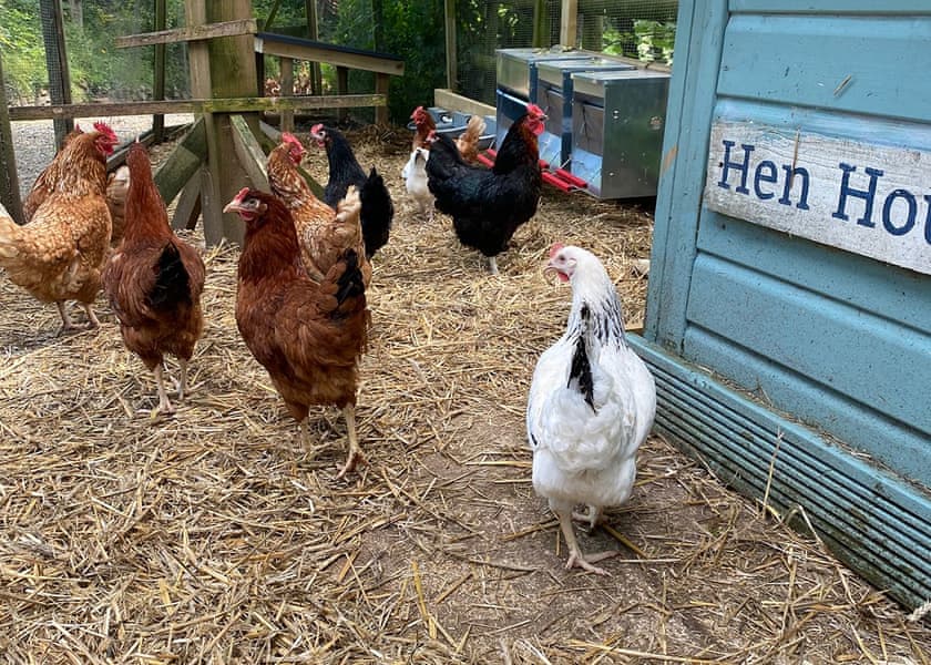 Ivyleaf Combe Lodges, Stratton, Bude