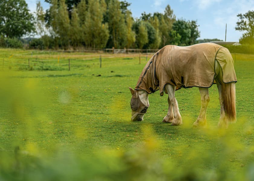 Luckington Burrows, Frome