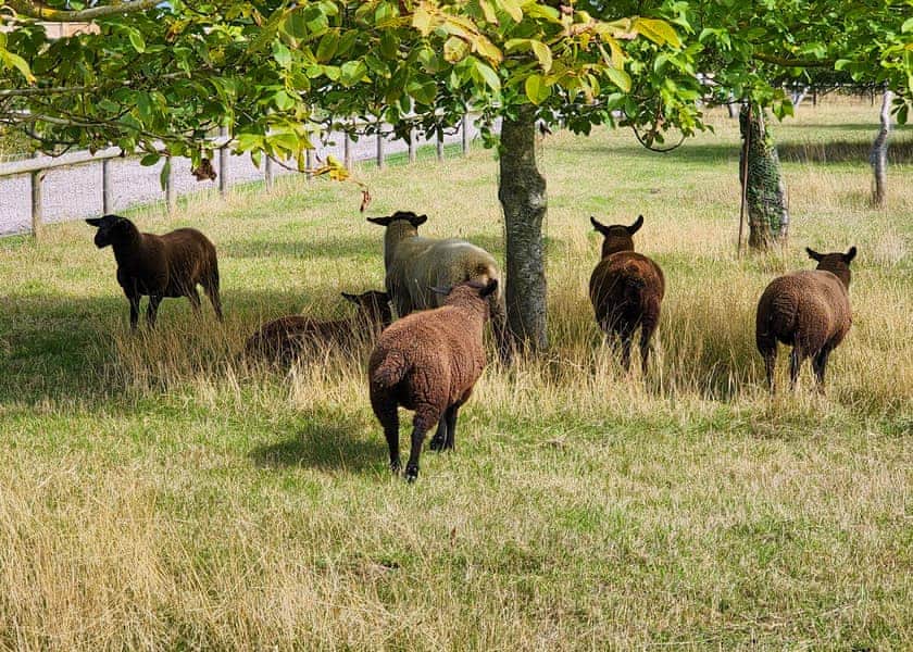 New Oaks Farm Lodges, West Lydford, Nr Glastonbury