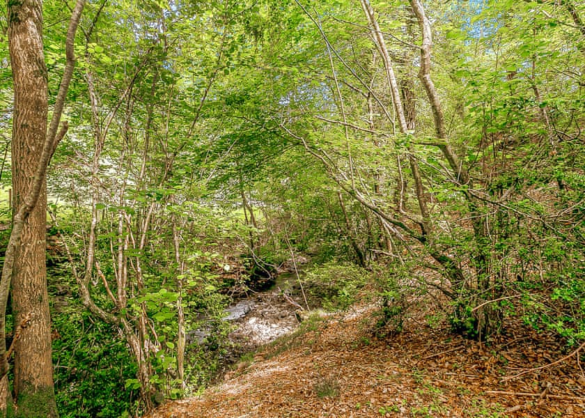 Nant-y-Coed Lodges, Mochdre, Newtown