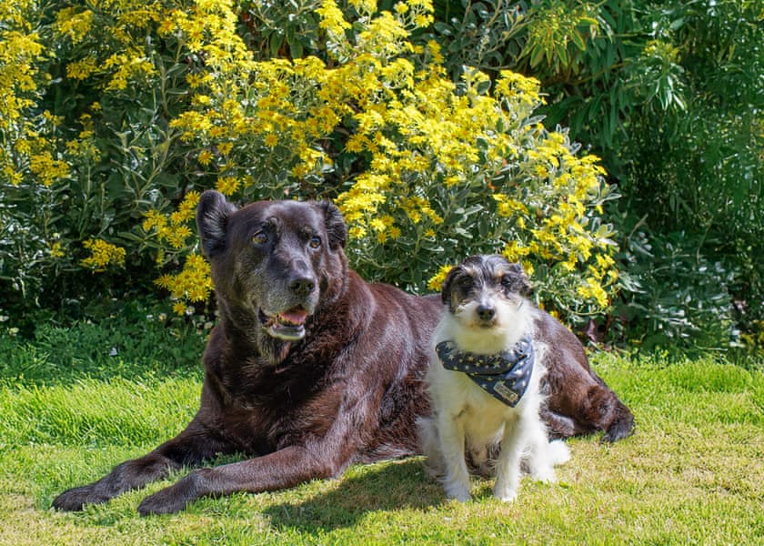 Safari Tent Pet - Cornish Meadows Holiday Park, Hayle