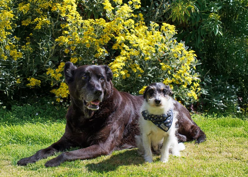 Superior 3 Bed Pet - Cornish Meadows Holiday Park, Hayle