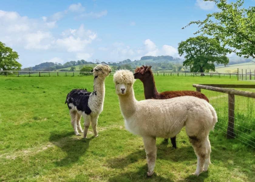 Peckmoor Farm Lodges, Crewkerne