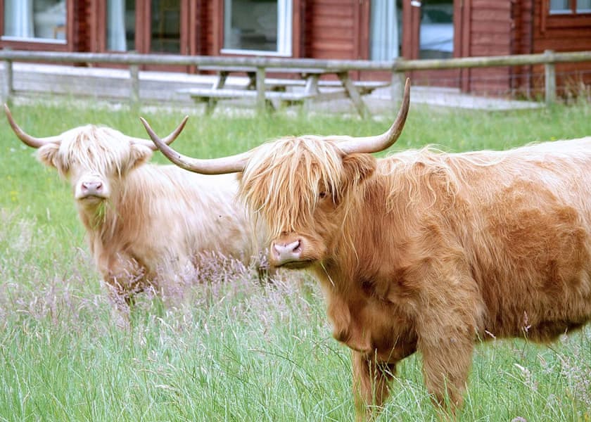 Stable Lodge - Peckmoor Farm Lodges, Crewkerne