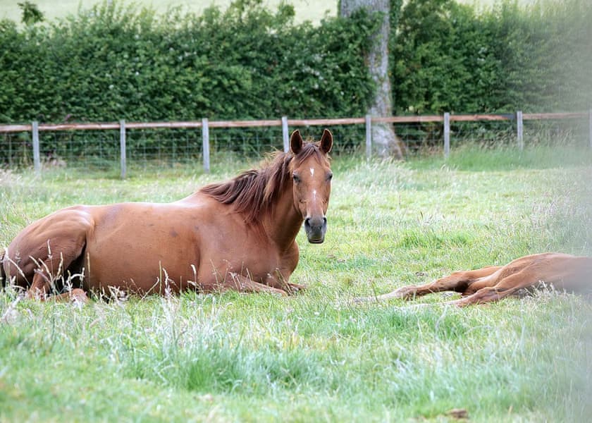 Stable Lodge - Peckmoor Farm Lodges, Crewkerne