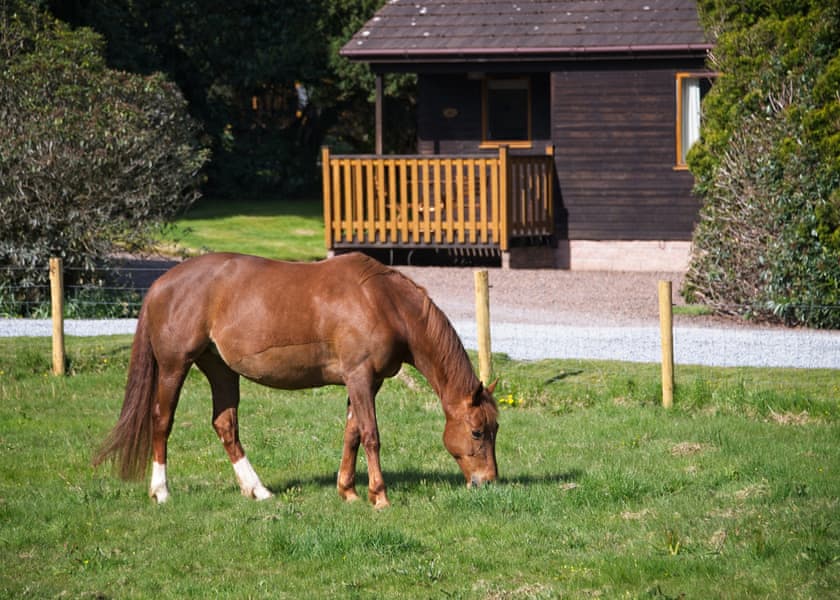 Paddock View Lodge - Queenshill Lodges, Castle Douglas, Kirkcudbrightshire