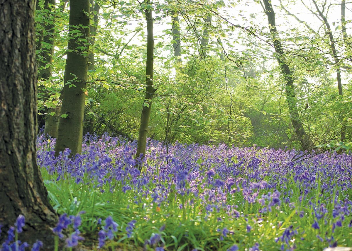 Sandybrook Lodges - Holiday lodge in Central England - Image 4