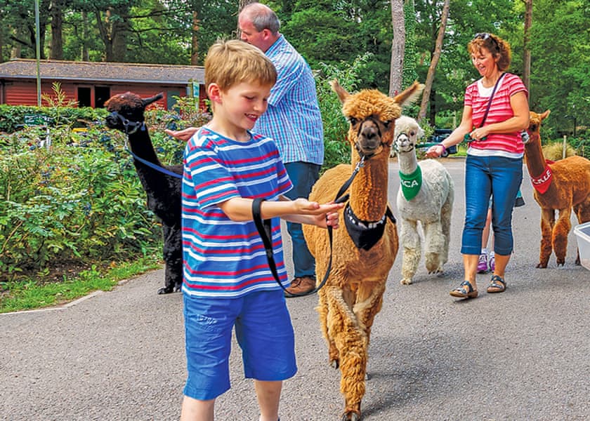 Alpacas<br />