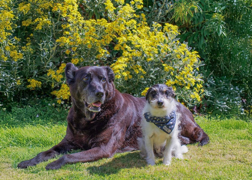 Superior 3 Bed (Pet) - Sun Haven Holiday Park, Mawgan Porth, Nr Newquay