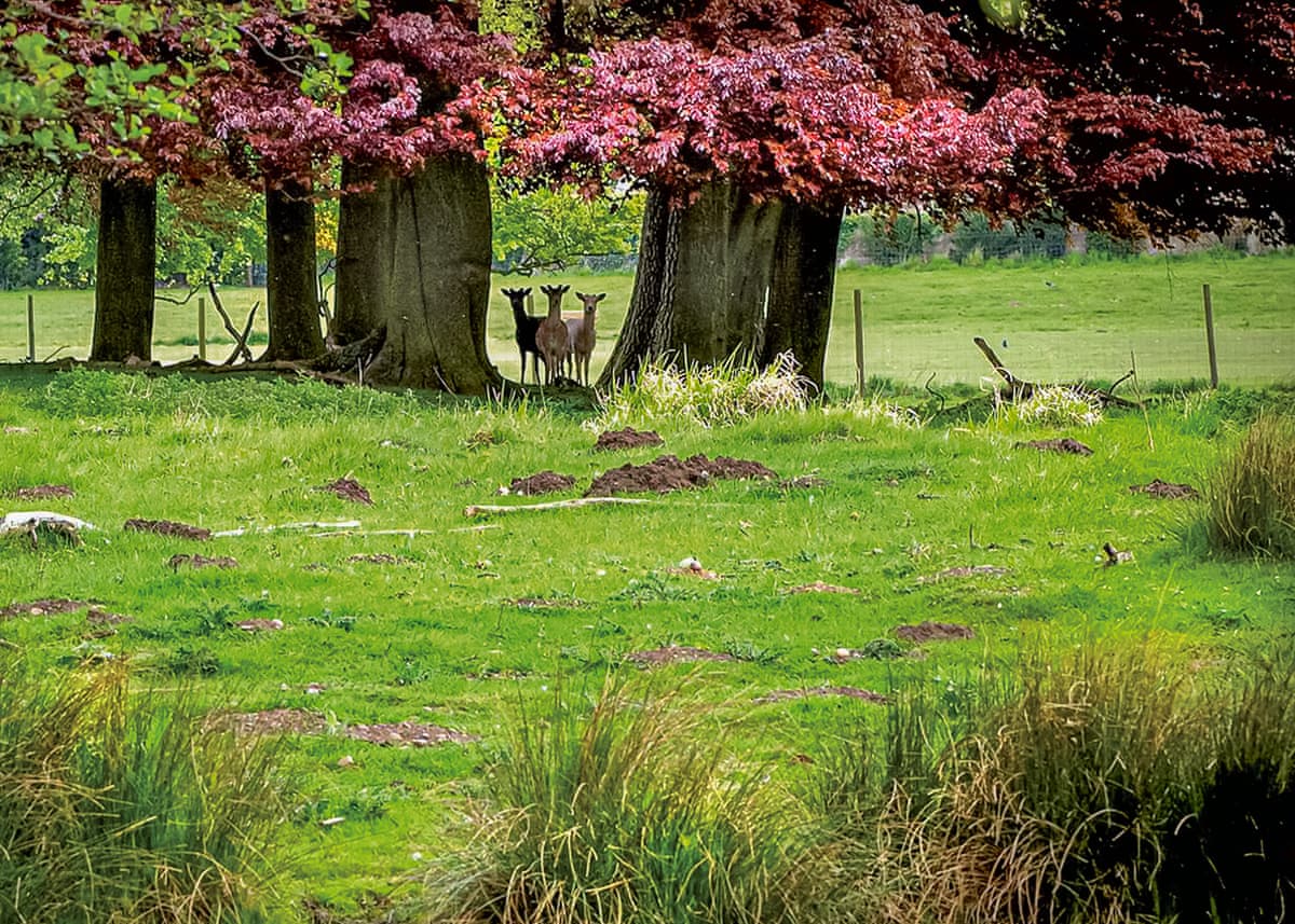 The Sherwood Hideaway Lodges - Holiday Lodge in Central England - Image 3