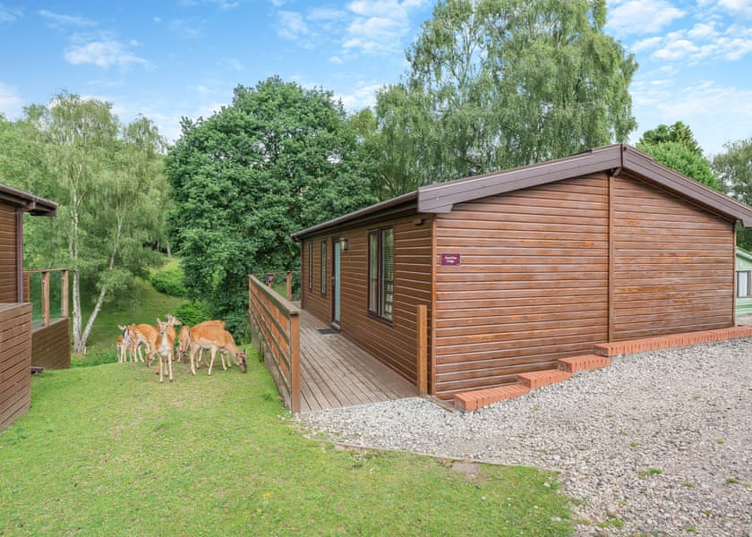Fawn View Lodge - Silver Trees, Cannock Chase