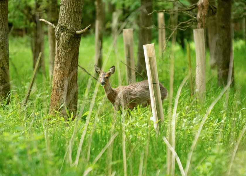Silverwood Resort, Perth