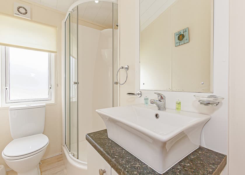 Typical Beech Tree Premier