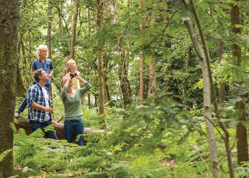 Woodland walks