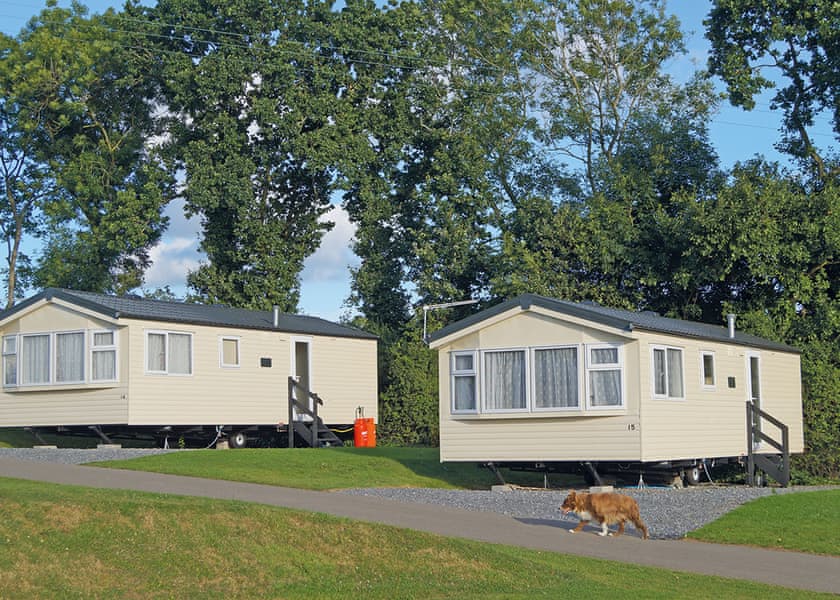 Webbers Willow - Webbers Country Park, Woodbury, Exeter