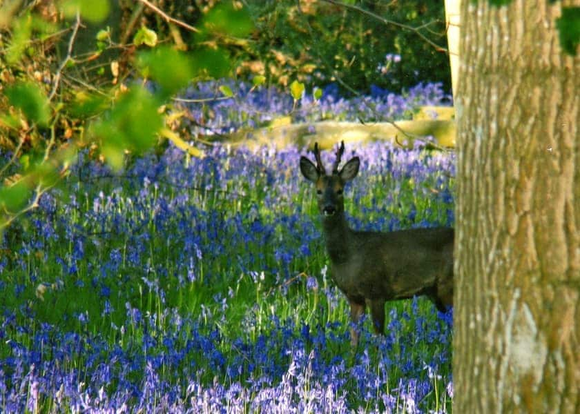 Oakfirth Woods