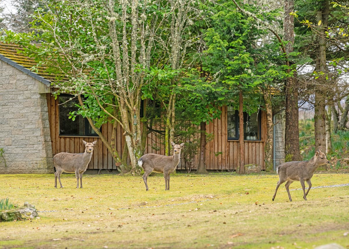 Wildside Highland Lodges at Loch Ness - Image 5