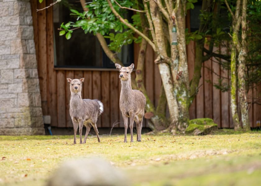 Riverside Highland Lodges - Wildside Highland Lodges at Loch Ness, Whitebridge, Nr Loch Ness