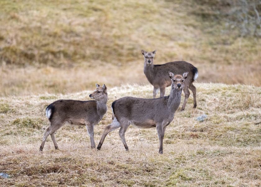 Eagle Glen Lodge - Wildside Highland Lodges at Loch Ness, Whitebridge, Nr Loch Ness