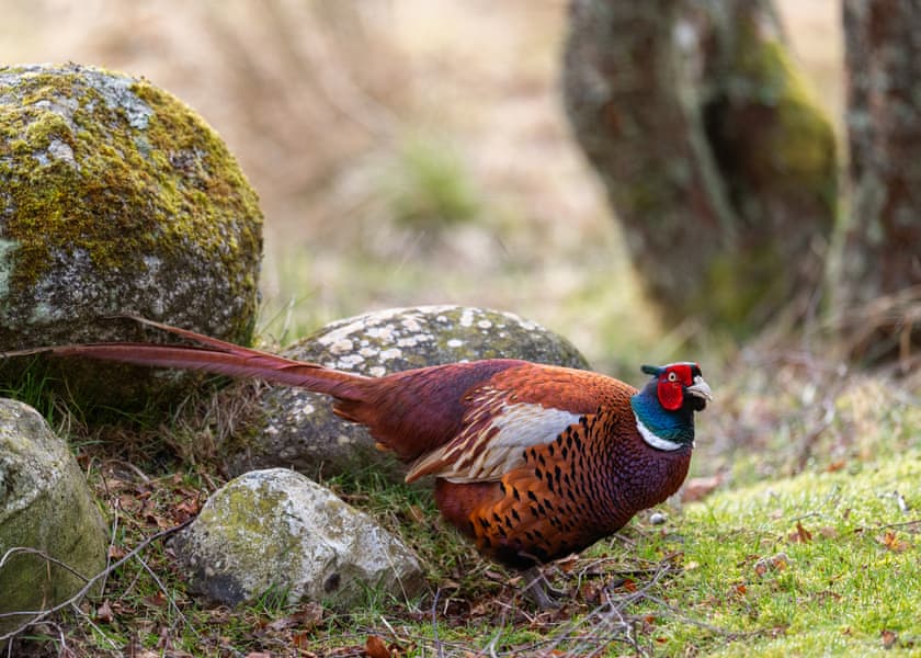 Eagle Glen Lodge - Wildside Highland Lodges at Loch Ness, Whitebridge, Nr Loch Ness