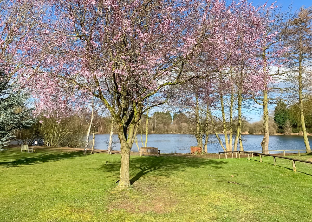 Woodland Waters - Holiday lodge in Central England - Image 4