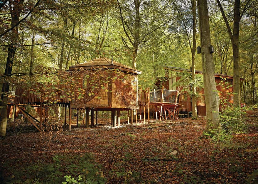 Golden Oak Treehouse Blackwood Forest Lodges Lodges Book Online Hoseasons